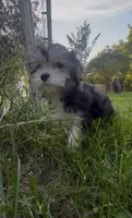 Bella, a female Maltese and Morkie for sale in Fremont, MI – 4 of 10