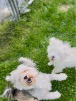 Brutus, a male Maltese and Morkie for sale in Fremont, MI – 3 of 10