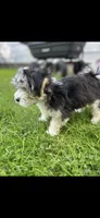 Jack, a male Maltese and Morkie for sale in Fremont, MI – 5 of 10