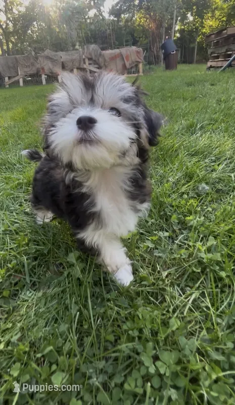 Bella – Maltese, Morkie puppy for sale in Fremont, MI