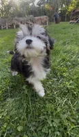 Bella, a female Maltese and Morkie for sale in Fremont, MI – 2 of 10
