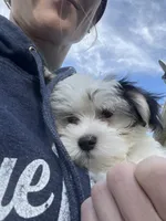 Lucky, a male Maltese and Morkie for sale in Fremont, MI – 7 of 10
