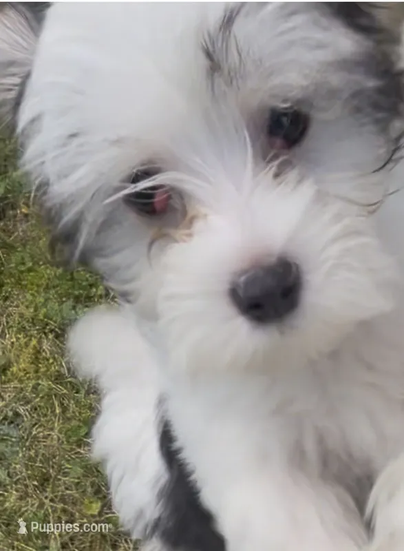 Lucky – Maltese, Morkie puppy for sale in Fremont, MI