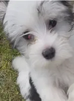 Lucky, a male Maltese and Morkie for sale in Fremont, MI – 1 of 10