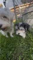 Bella, a female Maltese and Morkie for sale in Fremont, MI – 8 of 10