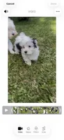 Lucky, a male Maltese and Morkie for sale in Fremont, MI – 10 of 10
