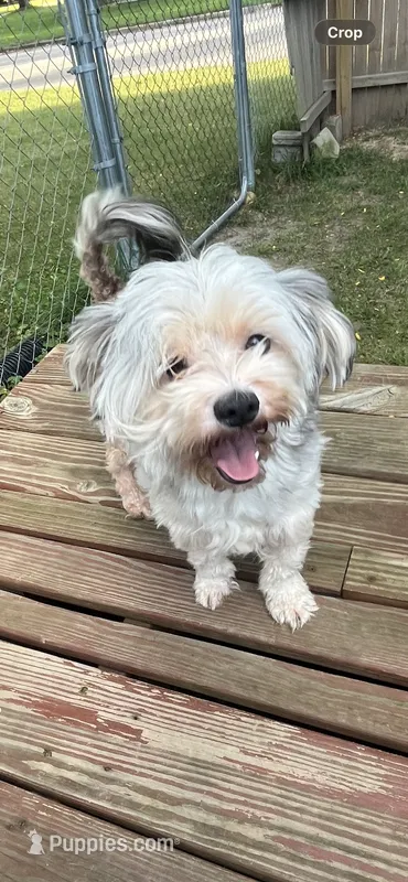 Brutus – Maltese, Morkie puppy for sale in Fremont, MI