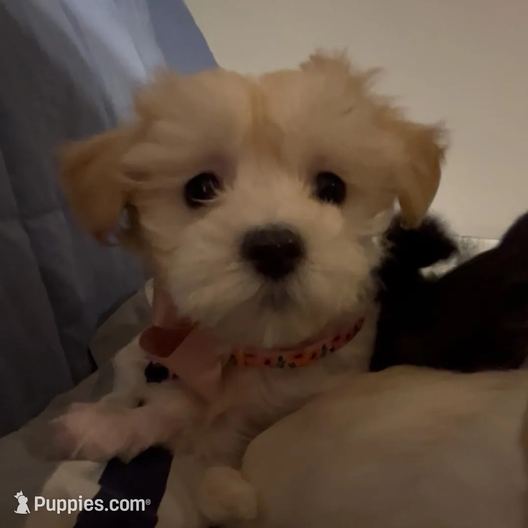 Nina, a female Maltipoo and Maltese for sale in Fremont, MI – Photo 7 of 10