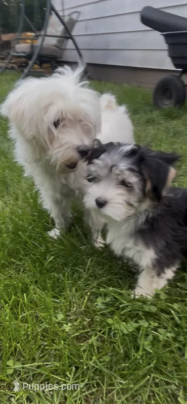 Bella – Maltese, Morkie puppy for sale in Fremont, MI