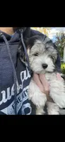 Jack, a male Maltese and Morkie for sale in Fremont, MI – 6 of 10