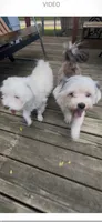 Brutus, a male Maltese and Morkie for sale in Fremont, MI – 2 of 10