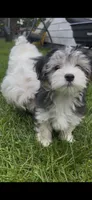 Jack, a male Maltese and Morkie for sale in Fremont, MI – 2 of 10