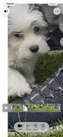 Lucky, a male Maltese and Morkie for sale in Fremont, MI – 9 of 10