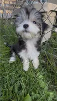 Bella, a female Maltese and Morkie for sale in Fremont, MI – 6 of 10