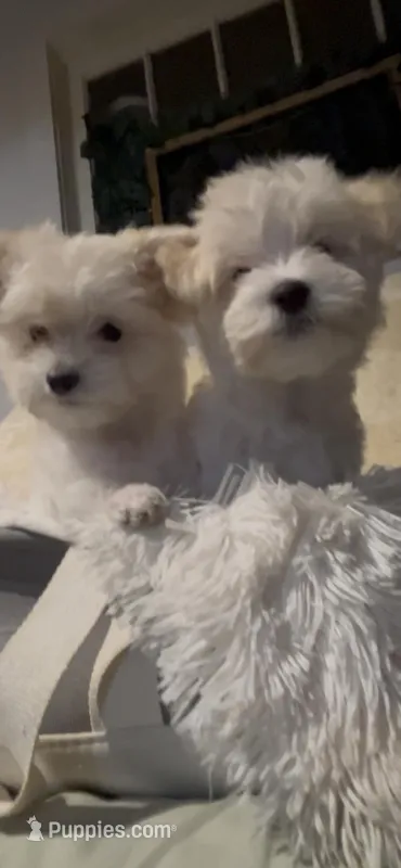 Dolly – Maltese puppy for sale in Fremont, MI