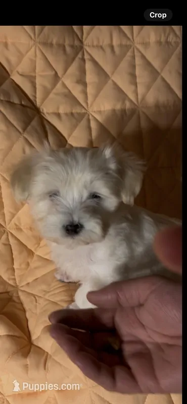 Dolly – Maltipoo, Maltese puppy for sale in Fremont, MI