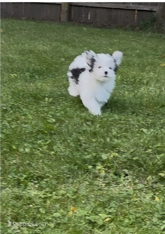 Toby – Maltese, Morkie puppy for sale in Fremont, MI