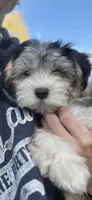 Jack, a male Maltese and Morkie for sale in Fremont, MI – 8 of 10
