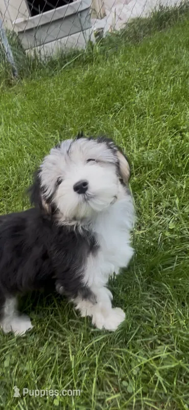 Jack – Maltese, Morkie puppy for sale in Fremont, MI