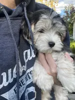 Jack, a male Maltese and Morkie for sale in Fremont, MI – 9 of 10