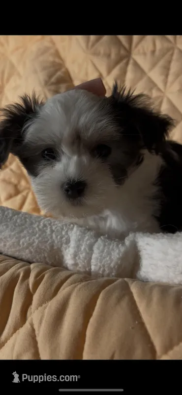 Bella – Maltipoo, Maltese puppy for sale in Fremont, MI
