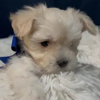 Molly, a female Maltese for sale in Fremont, MI – Photo 4 of 9