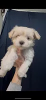 Molly, a female Maltipoo and Maltese for sale in Fremont, MI – Photo 7 of 9