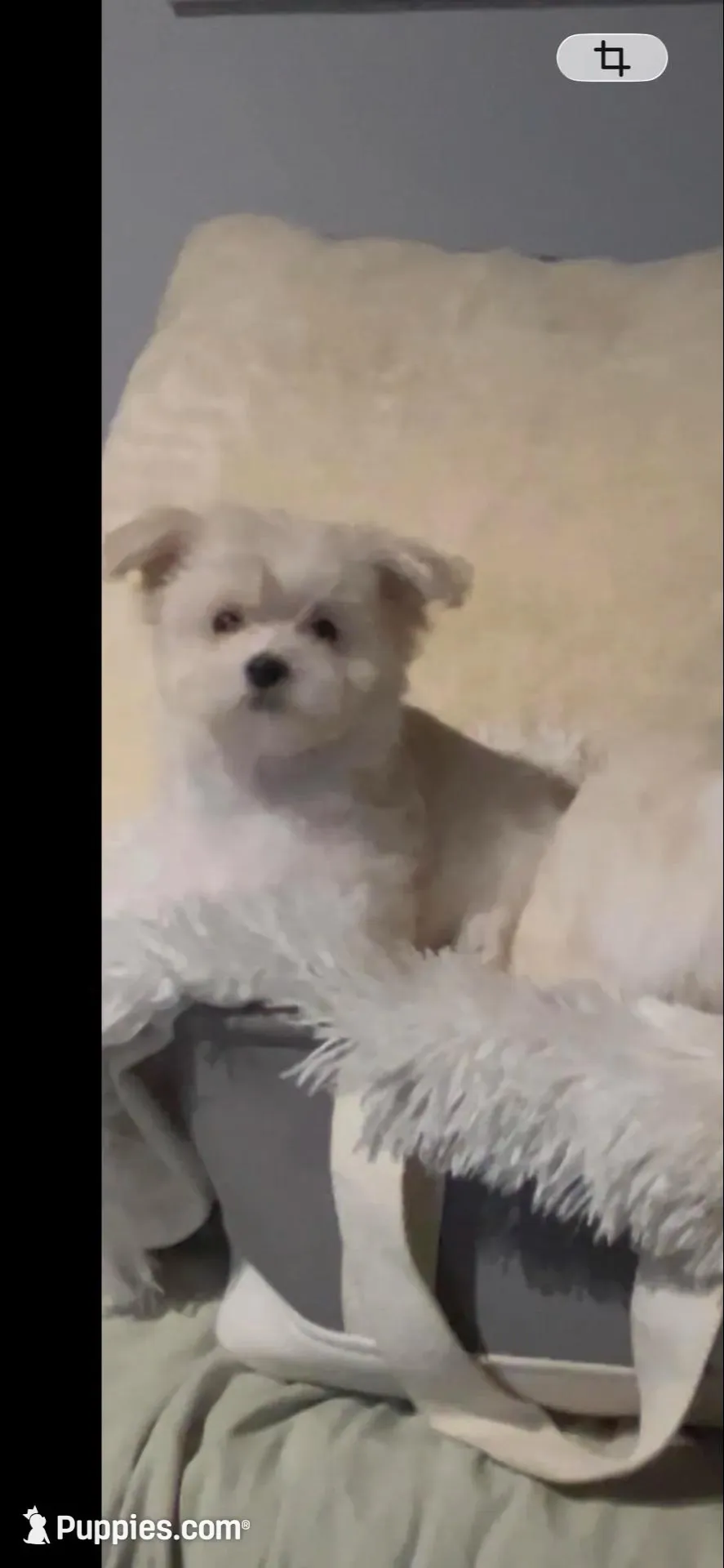 Molly – Maltipoo, Maltese puppy for sale in Fremont, MI
