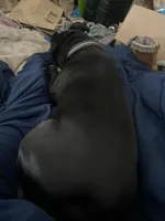 Stella, a female Staffordshire Bull Terrier and American Pit Bull Terrier for sale in Framingham, MA – Photo 1 of 3