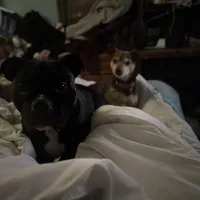 Stella, a female Staffordshire Bull Terrier and American Pit Bull Terrier for sale in Framingham, MA – Photo 2 of 3