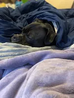 Stella, a female Staffordshire Bull Terrier and American Pit Bull Terrier for sale in Framingham, MA – Photo 3 of 3