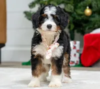 processed/cf64a069-908f-4de4-8cba-79ab5fd2abd3/listing/a4e7dbed-1813-4d3f-9ea7-b03b969318e2/dfb0ede7-9b5d-4882-a803-12082492c32e