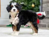 processed/cf64a069-908f-4de4-8cba-79ab5fd2abd3/listing/a4e7dbed-1813-4d3f-9ea7-b03b969318e2/e6bc9e77-6d5e-4624-9a99-f75f4368034e