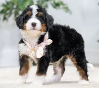 processed/cf64a069-908f-4de4-8cba-79ab5fd2abd3/listing/a4e7dbed-1813-4d3f-9ea7-b03b969318e2/fcabeb3d-0bbf-4cd9-bc04-c7d2c2705c2e