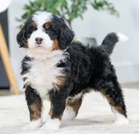 processed/cf64a069-908f-4de4-8cba-79ab5fd2abd3/listing/d8711164-9225-4514-87e2-21a8d08b372b/6b53bea2-aaae-4c97-b139-aac5dae3ee1f