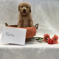 Bella , a female Golden Retriever for sale in Owen, WI – 3 of 6