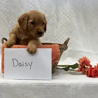 Daisy, a female Golden Retriever for sale in Owen, WI – 2 of 6