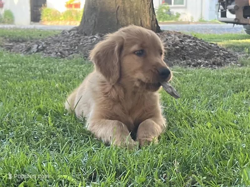 Tucker – Golden Retriever puppy for sale in Owen, WI