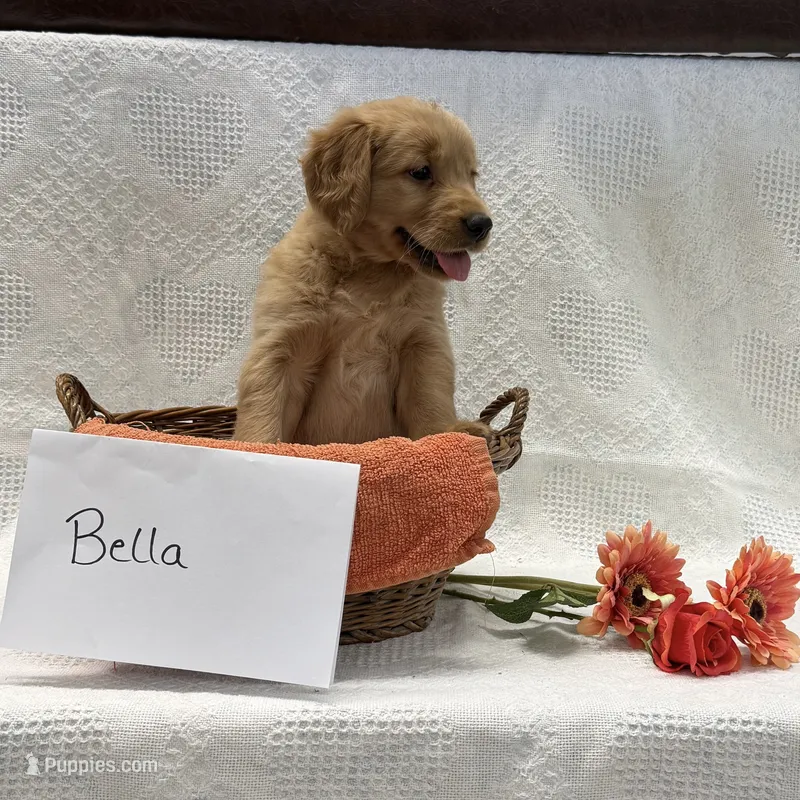 Bella  – Golden Retriever puppy for sale in Owen, WI