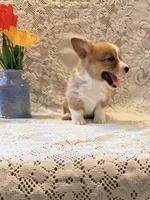 Happy, a male Pembroke Welsh Corgi for sale in Owen, WI – 3 of 3