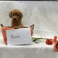 Rosie, a female Golden Retriever for sale in Owen, WI – 4 of 6