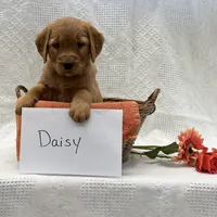 Daisy, a female Golden Retriever for sale in Owen, WI – 1 of 6