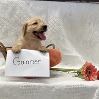 Gunner, a male Golden Retriever for sale in Owen, WI – 4 of 6