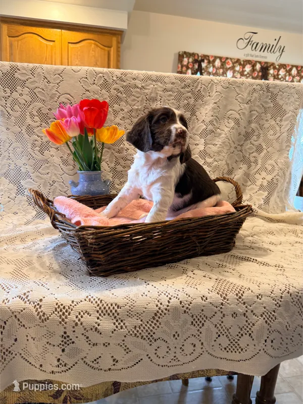 Peace – English Springer Spaniel puppy for sale in Owen, WI