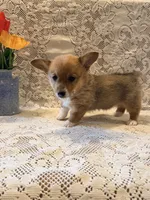 Lilac, a female Pembroke Welsh Corgi for sale in Owen, WI – 3 of 3
