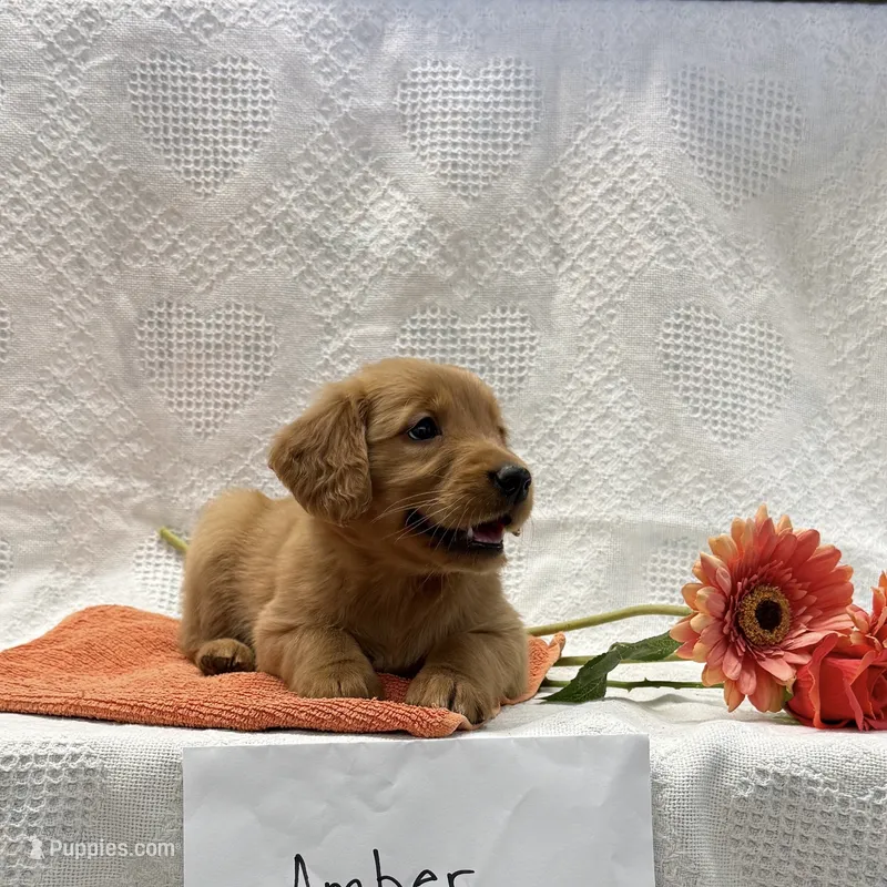 Amber – Golden Retriever puppy for sale in Owen, WI