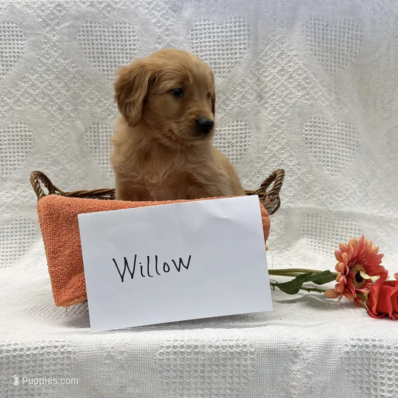Willow – Golden Retriever puppy for sale in Owen, WI