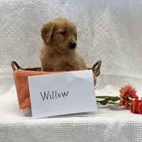 Willow, a female Golden Retriever for sale in Owen, WI – 1 of 6