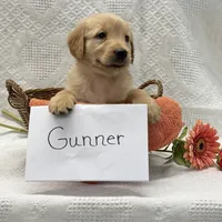 Gunner, a male Golden Retriever for sale in Owen, WI – 2 of 6