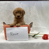 Rosie, a female Golden Retriever for sale in Owen, WI – 3 of 6